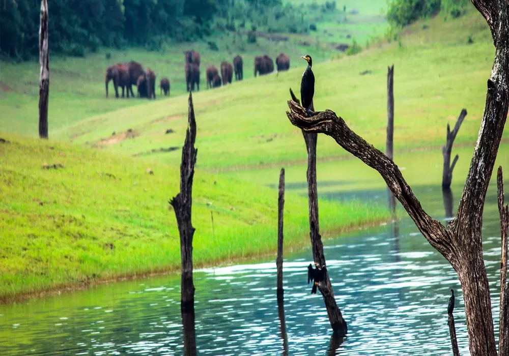 Kerala God's Own Country